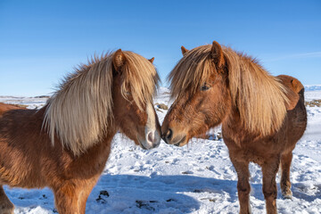 Nahaufnahme von Islandpferden (Equus ferus caballus) im Schnee, die zwei Köpfe berühren einander,...