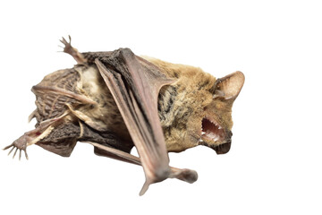 A frightened bat animal lies on its side with its mouth open.