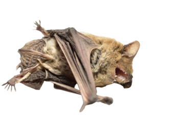 A frightened bat animal lies on its side with its mouth open.