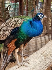 Peacock in the zoo standing on a wooden branch outside the cage close-up