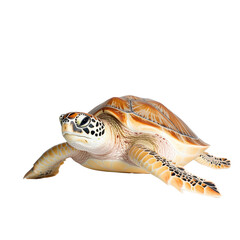 Elegant Sea Turtle Resting on Ocean Floor Surrounded by Colorful Coral and Marine Life