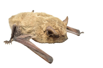 The frightened bat animal pressed itself against the table.