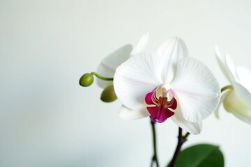 Obraz premium Delicate white orchid blossom, pristine petals against pure white backdrop, minimal, nature