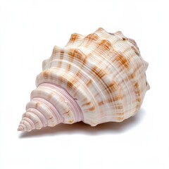 Fototapeta premium Intricate seashell on white background, symbolizing marine beauty and coastal summer vacations, beach decor and ocean treasures theme