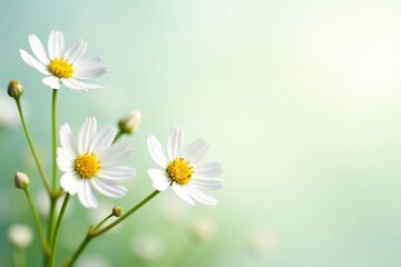 Delicate white wildflowers on pristine background, botanical illustration, white background, pastel