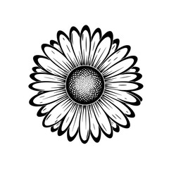 Fototapeta premium Black and White Daisy Flower Illustration 