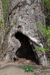 Dead tree with hollowed out base