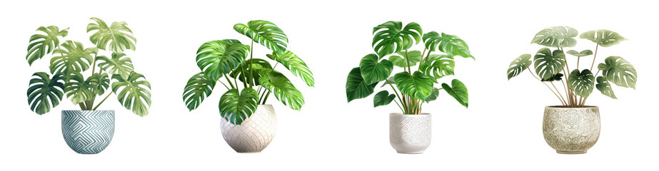 Fototapeta premium Four vibrant Monstera deliciosa plants in stylish decorative pots perfect for home decor or interior design projects