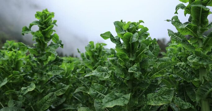 Green stem lettuce crops in garden