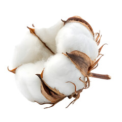 cotton buds on white background