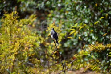 diucon, Xolmis pyrope, ave del sur de chile