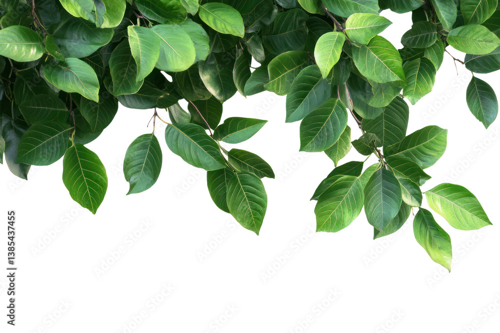 Poster a high-quality png file of a real tree with vibrant green leaves isolated on a transparent backgroun