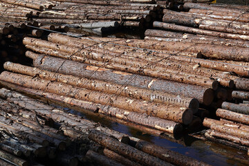 Timber rafting. Log piles at the water.