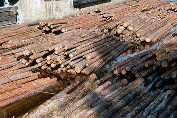 Timber raft. Log piles at the water.