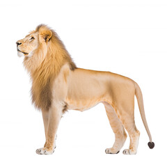 Obraz premium A majestic lion standing proud with a flowing mane, showcasing its powerful physique and regal appearance against a white isolated background.