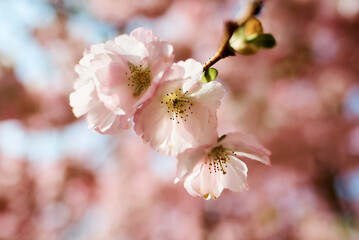 cherry blossom in spring