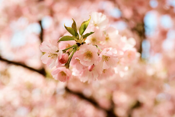 Sakura blossoms in spring