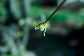 blossoming leaves in spring