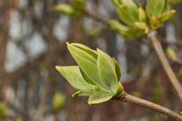 Lilac buds are blooming. Lilac buds (Latin Syringa vulgaris) in the rays of the spring sun. Spring.