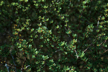 Fototapeta premium green leaves background