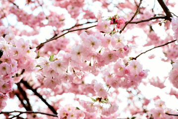 Sakura blossoms in spring