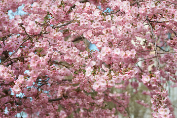 Sakura blossoms in spring