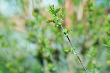 close up of a green plant
