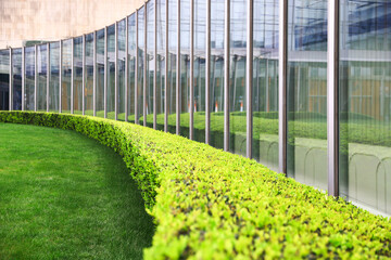 green grass in the park