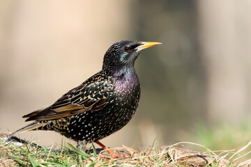 Starling