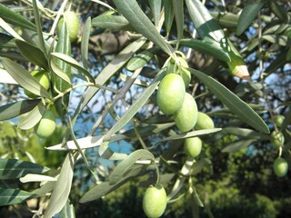 green olives on tree
