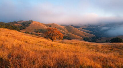 Autumn landscape photography of california hills with golden grass and single tree scenic view nature background