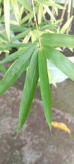 yellow bamboo plant leaves in the garden