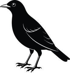 cape glossy starling vector art.