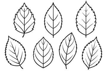 Elm Leaf Line Art Drawing for Botanical Style Print 