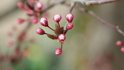pink magnolia flowers in spring