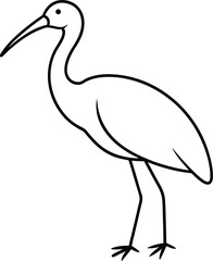 Obraz premium hadada ibis vector art illustration