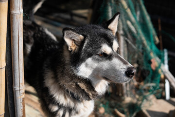 Siberian husky dog