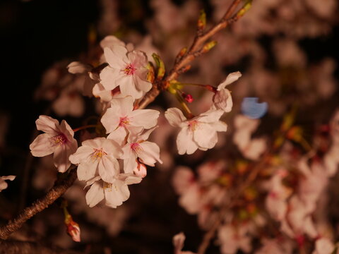 春の夜に咲く淡いピンク色の桜の花