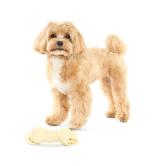 Cute dog with chew bone on white background