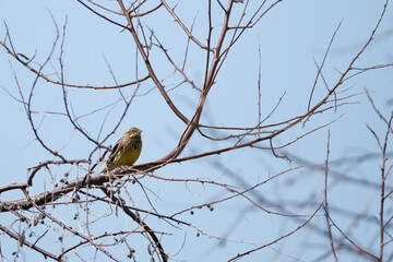 Yellow bird Emberiza citrinella on tree branches.