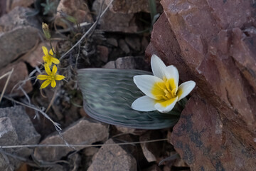 Regel's tulip, Tulipa regelii is endemic to Kazakhstan. It is found in the Chu-Ili Mountains and...