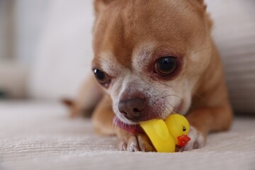 Cute chihuahua dog chewing toy on sofa, closeup