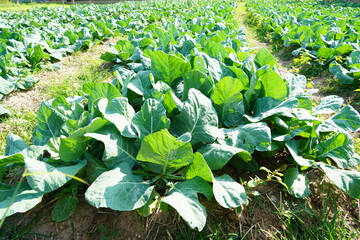 Lacinato Kale grown in the field.