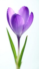 Naklejka premium Single purple crocus blossom, delicate petals, pure white background , minimalistic, photography, isolated flower