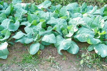 Naklejka premium Lacinato Kale grown in the field.