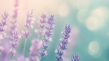 Obraz premium Soft Pastel Lavender Blooms with Bokeh Lights Transitioning Between Misty Light and Aqua Background