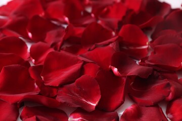 Naklejka premium Many beautiful rose petals on bed, closeup