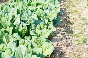 Kale planted in the soil, top view.