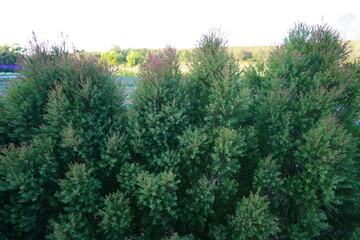 juniperus sp grown in the park.