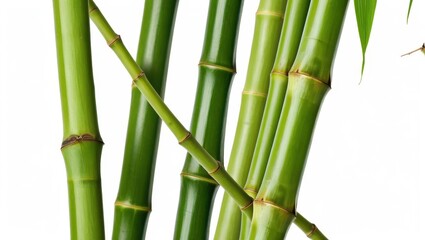 Close-up bamboo stalks (1)